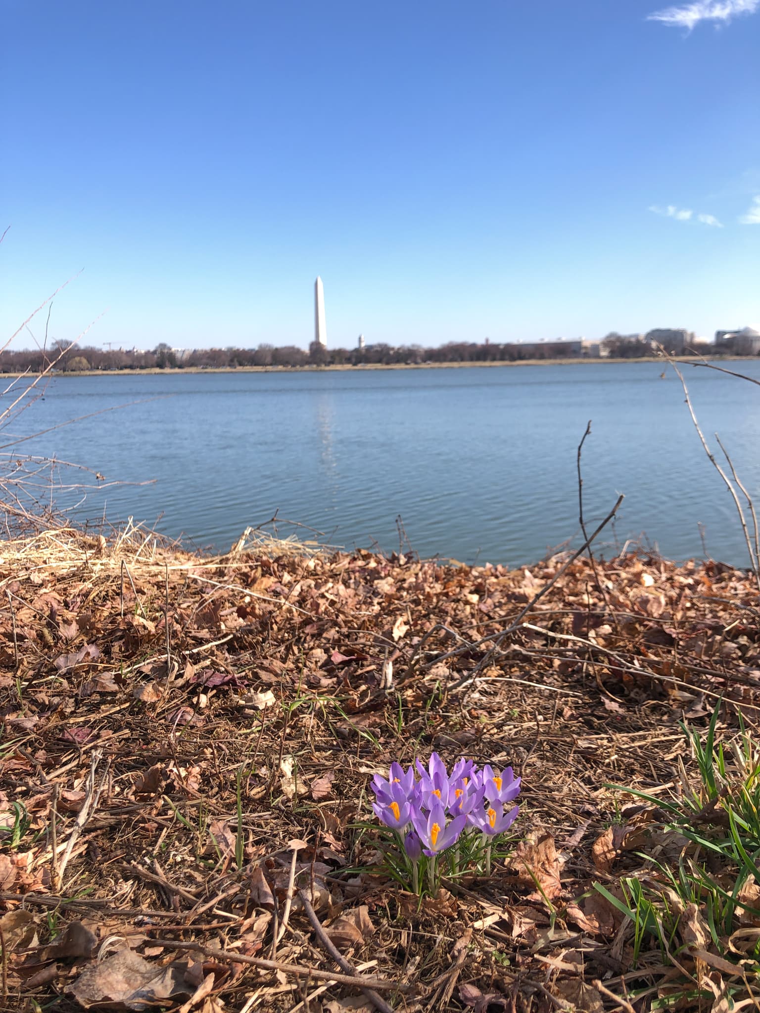 purple flowers on the banks of the Potomac river