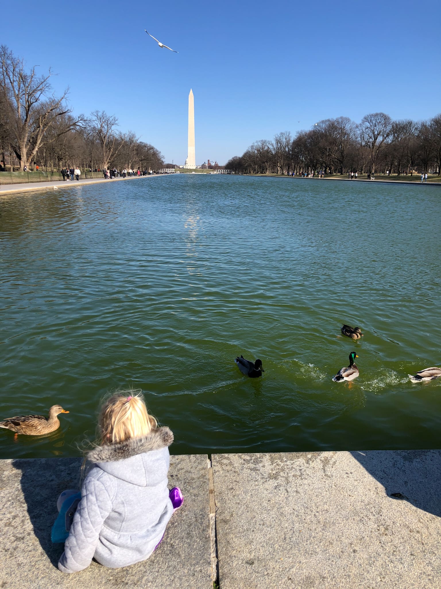 watching the ducks in the reflecting pool