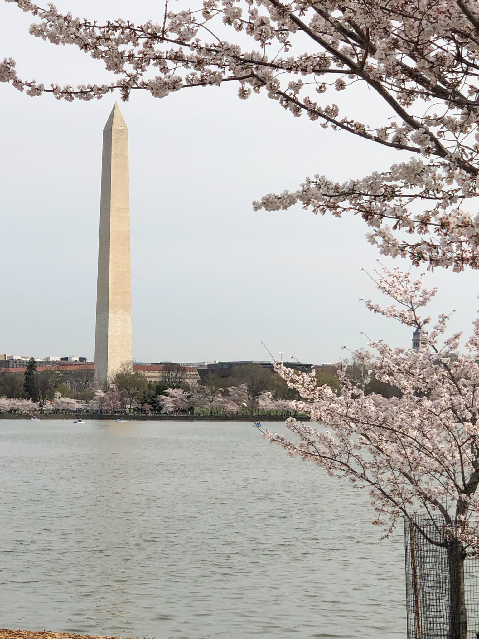 view of the washington monument from the cherry blossoms at the tidal basin
