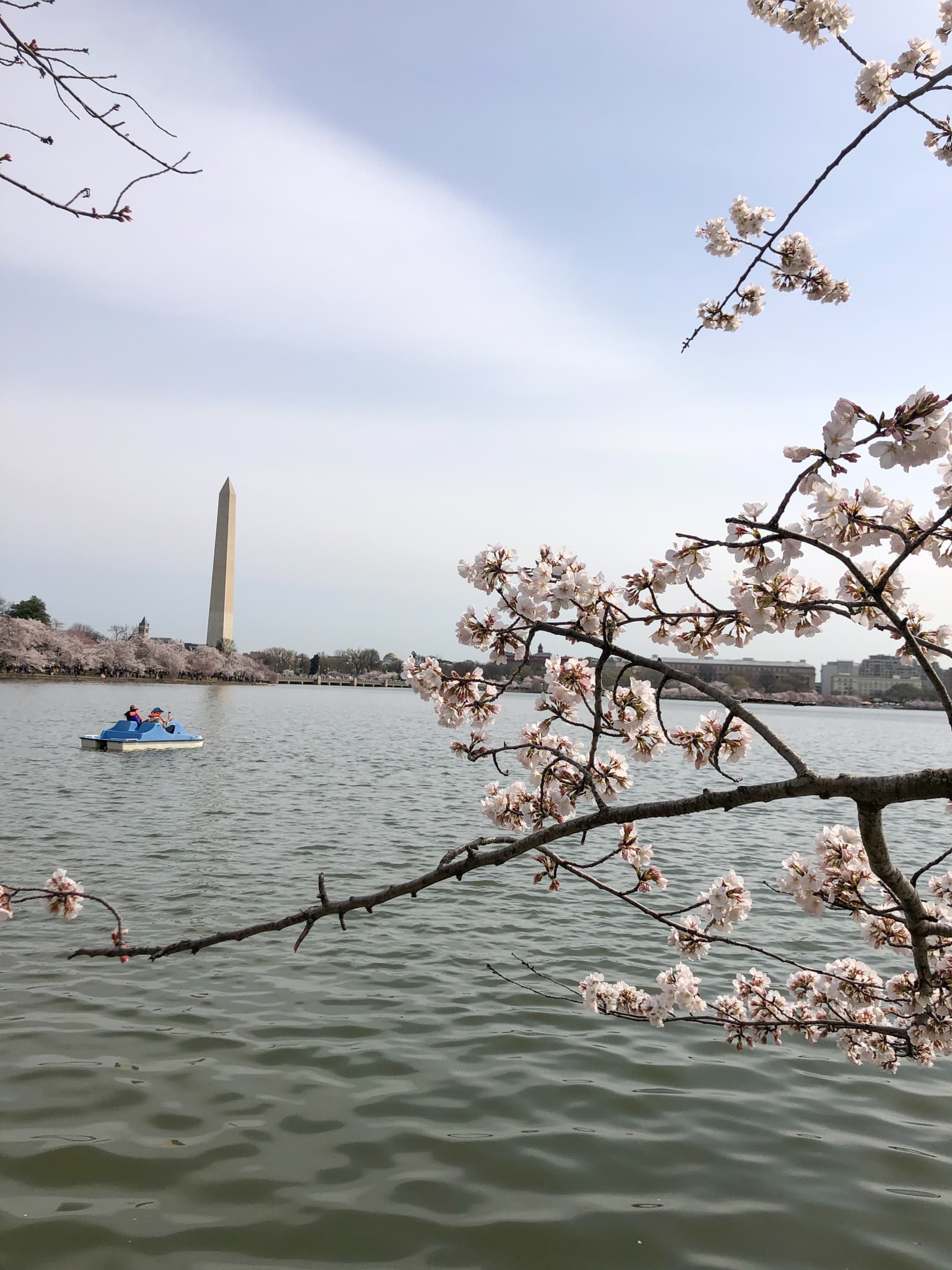 washington monument view with cherry blossoms at the tidal basin