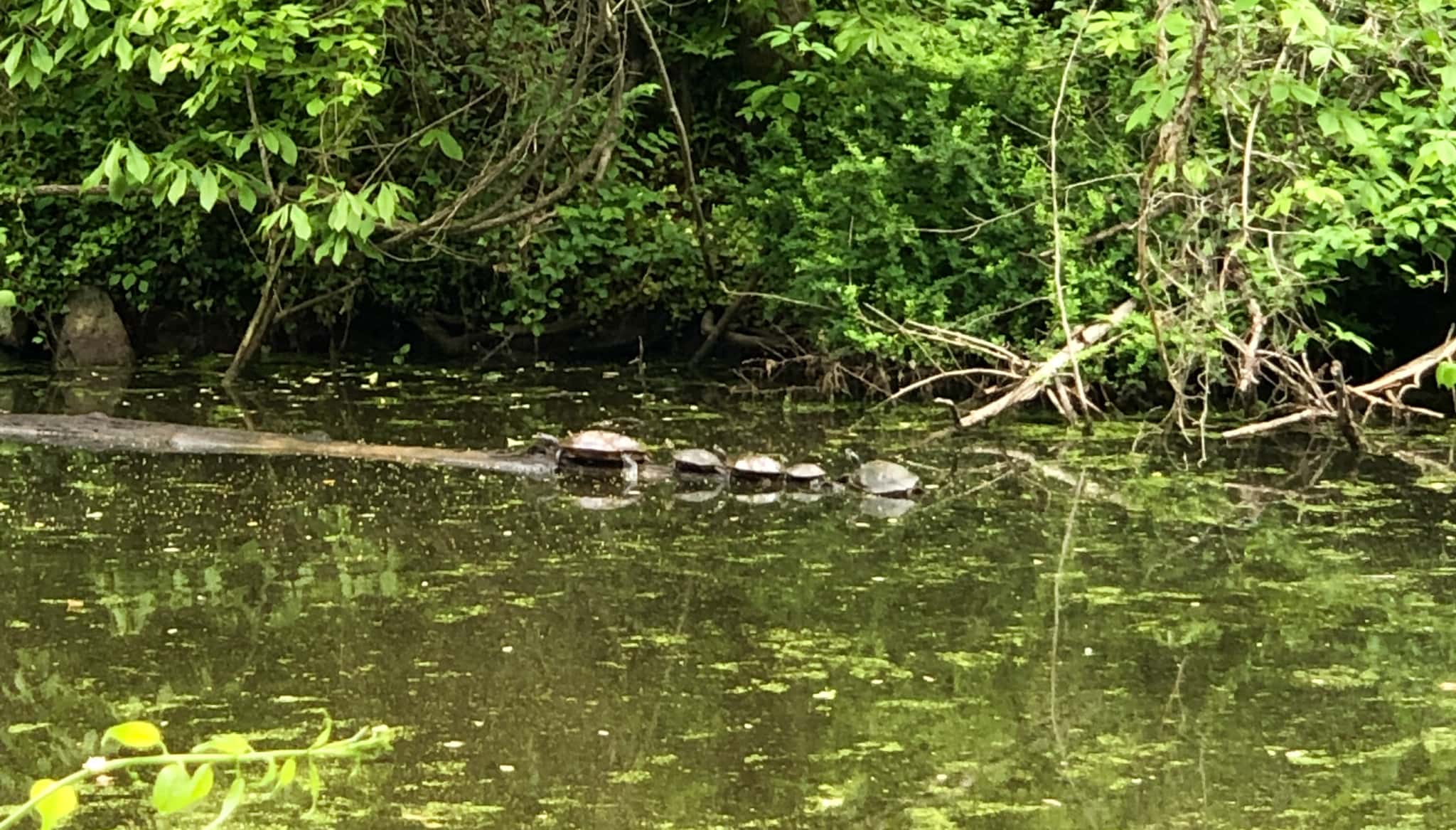 family of turtles lined up on a log.