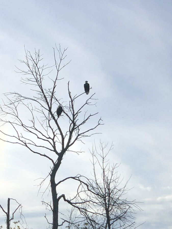 bald eagles on a tree near belle haven marina