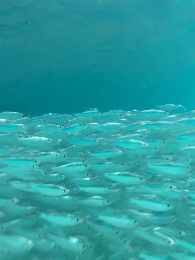 school of fish in turks and caicos