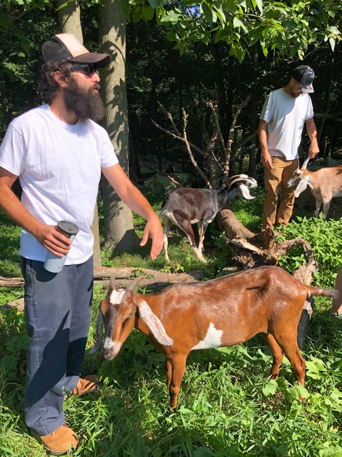 catoctin mountain farm goats