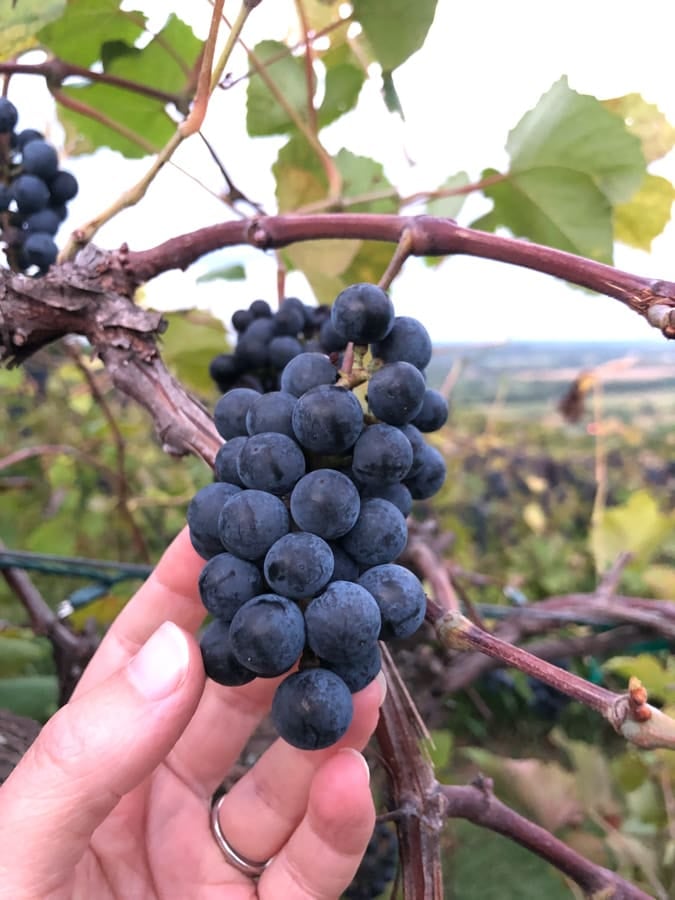 bluemont vineyard grapes