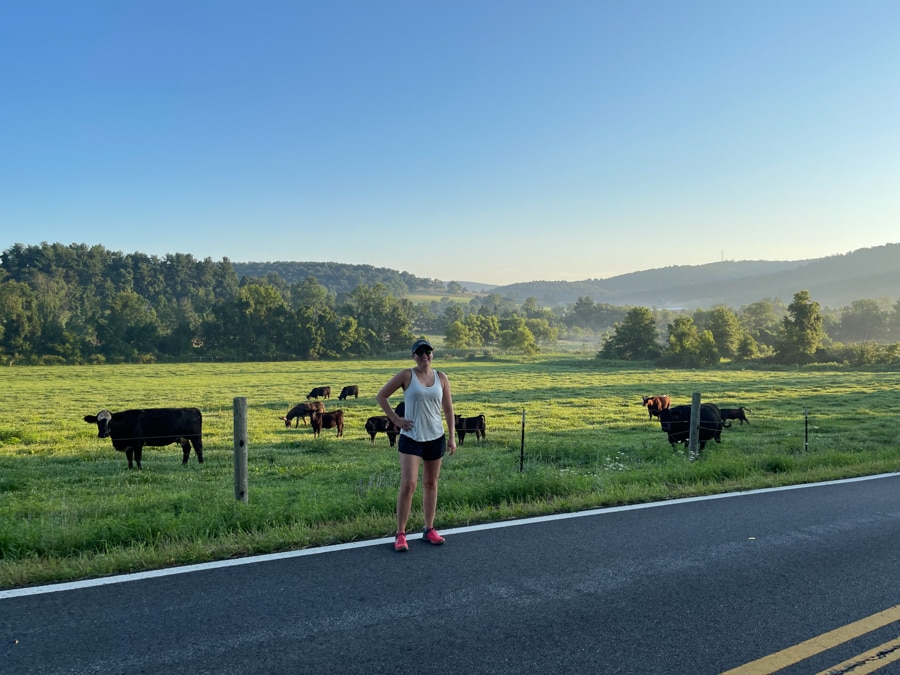 anne mauney with cows on a country road
