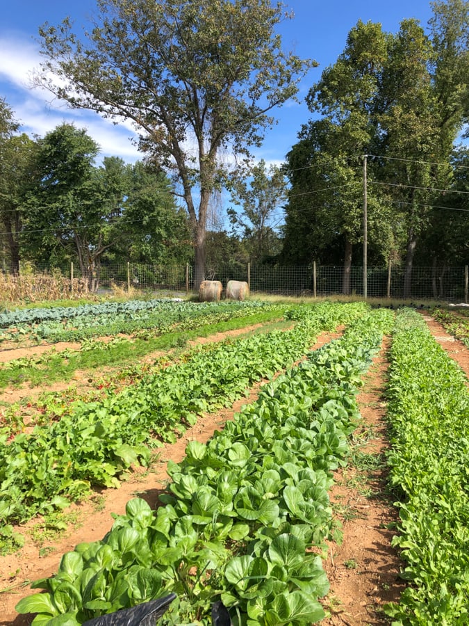 lettuce growing in a field.