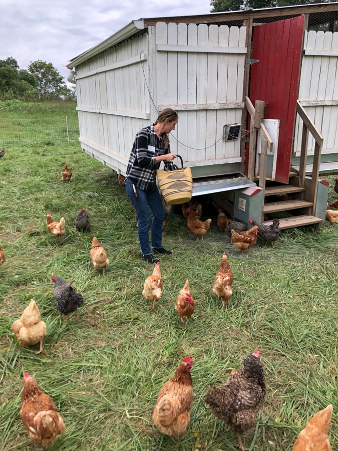 sarah waybright getting eggs from gathering springs farm