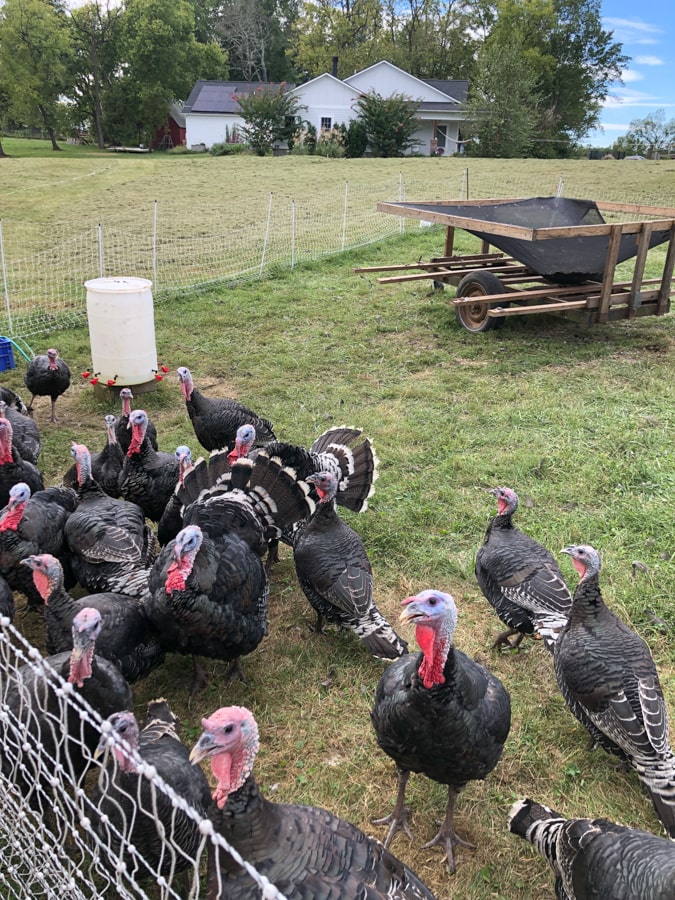 turkeys at gathering springs farm