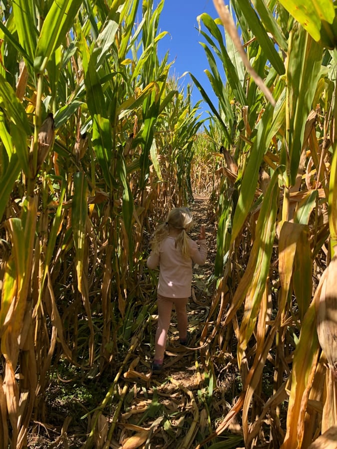 kid in corn maze