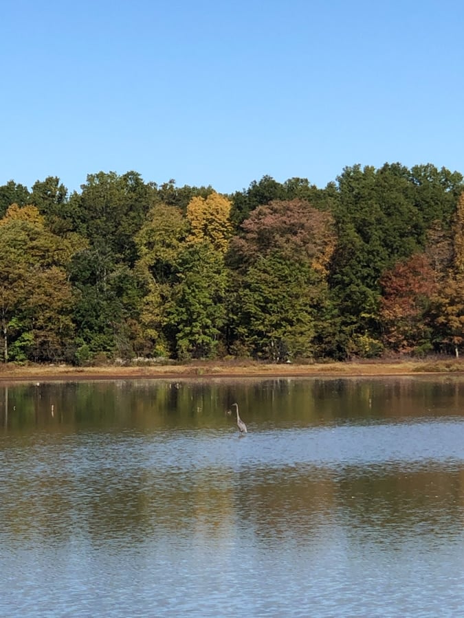 huntley meadows state park in fall 