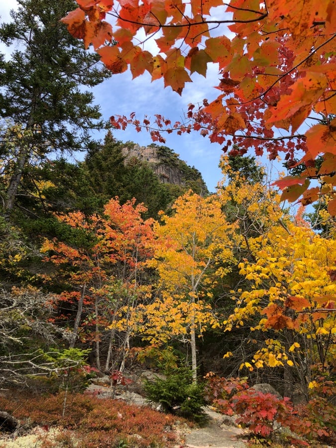 fall colors on the trees in acadia in october