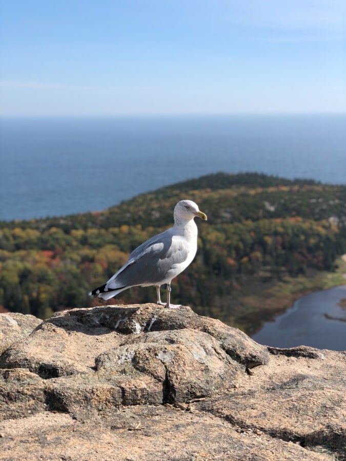 seagull at the top of the beehive in acadia