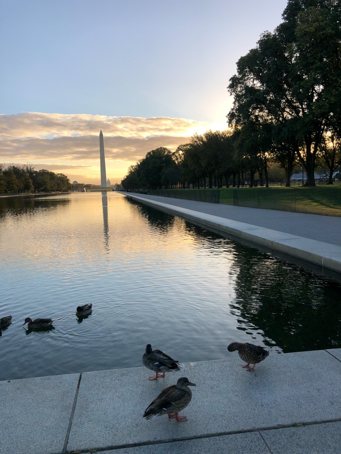 ducks with a sunrise view over the dc reflecting pool