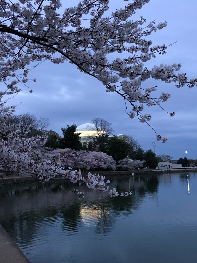 dc cherry blossom 2023