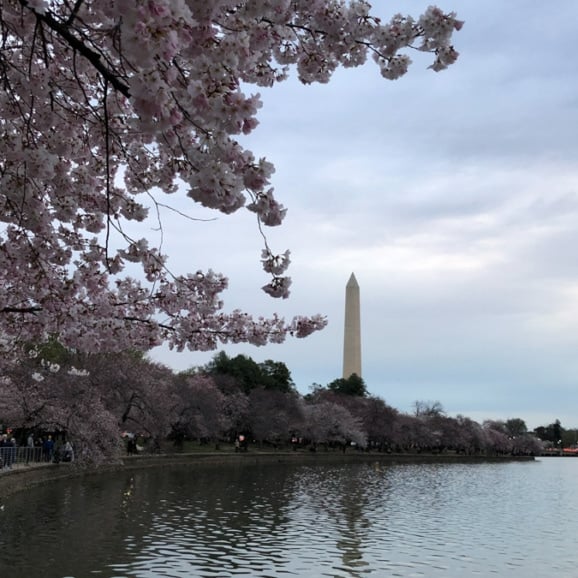 dc cherry blossoms 2023