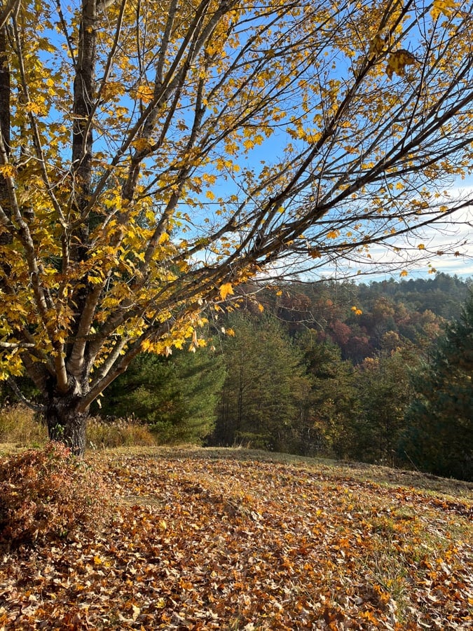 fall leaves