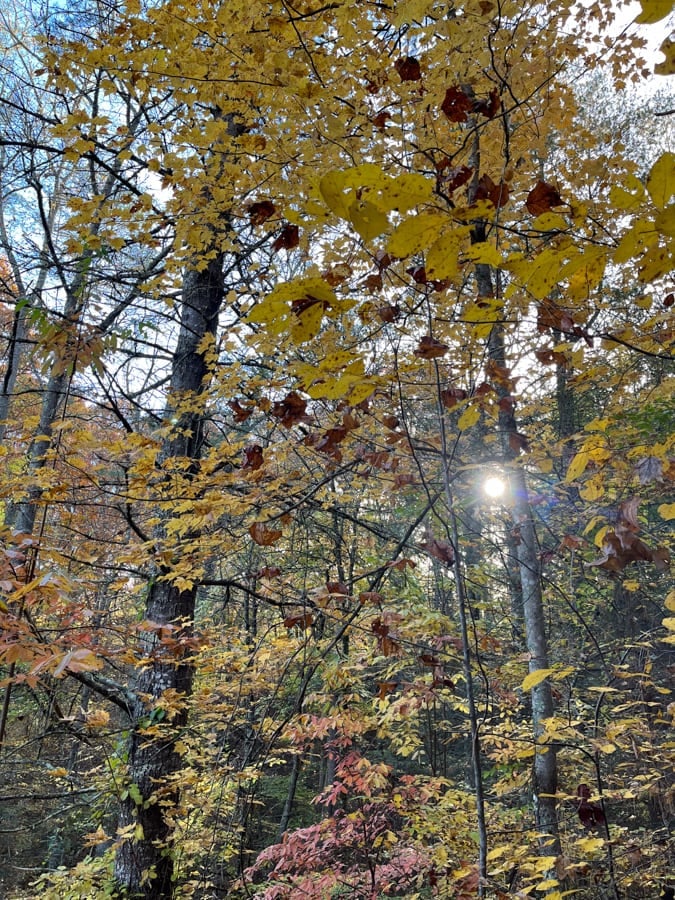 sun peeking through the fall leaves