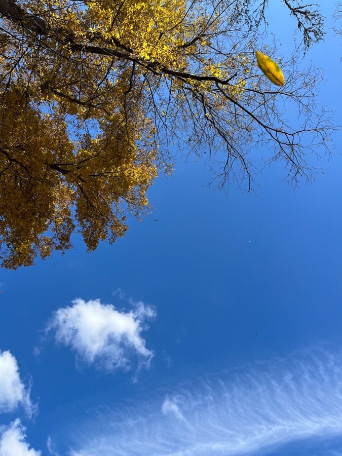 carolina blue sky