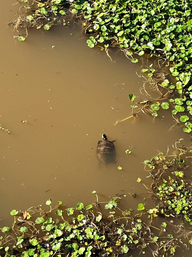 turtle at huntley meadows