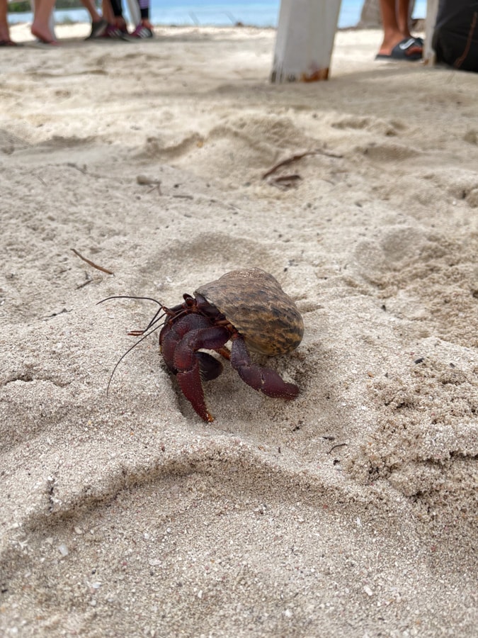 a hermit crab in the sand on half moon caye in belize
