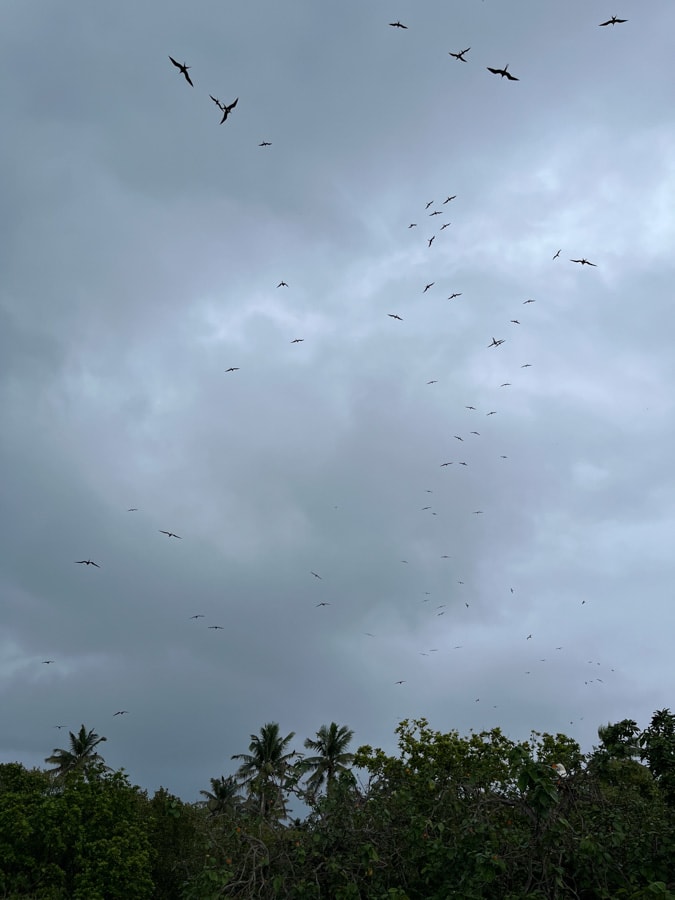 nesting birds at half moon caye