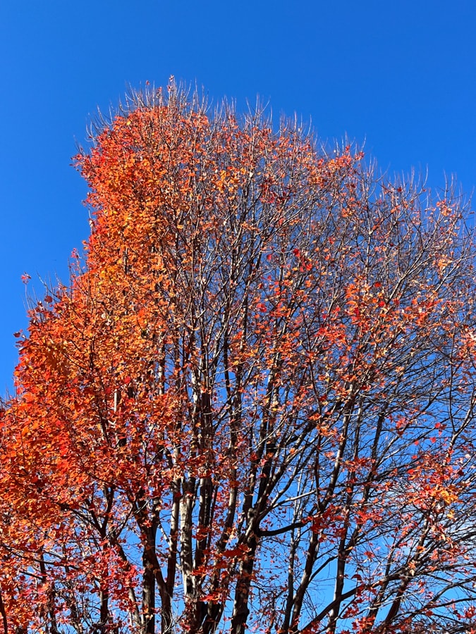 bright orange fall leaves
