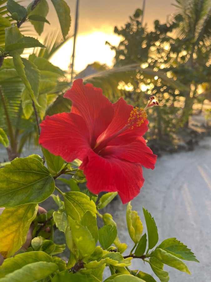 beautiful sunrise flower