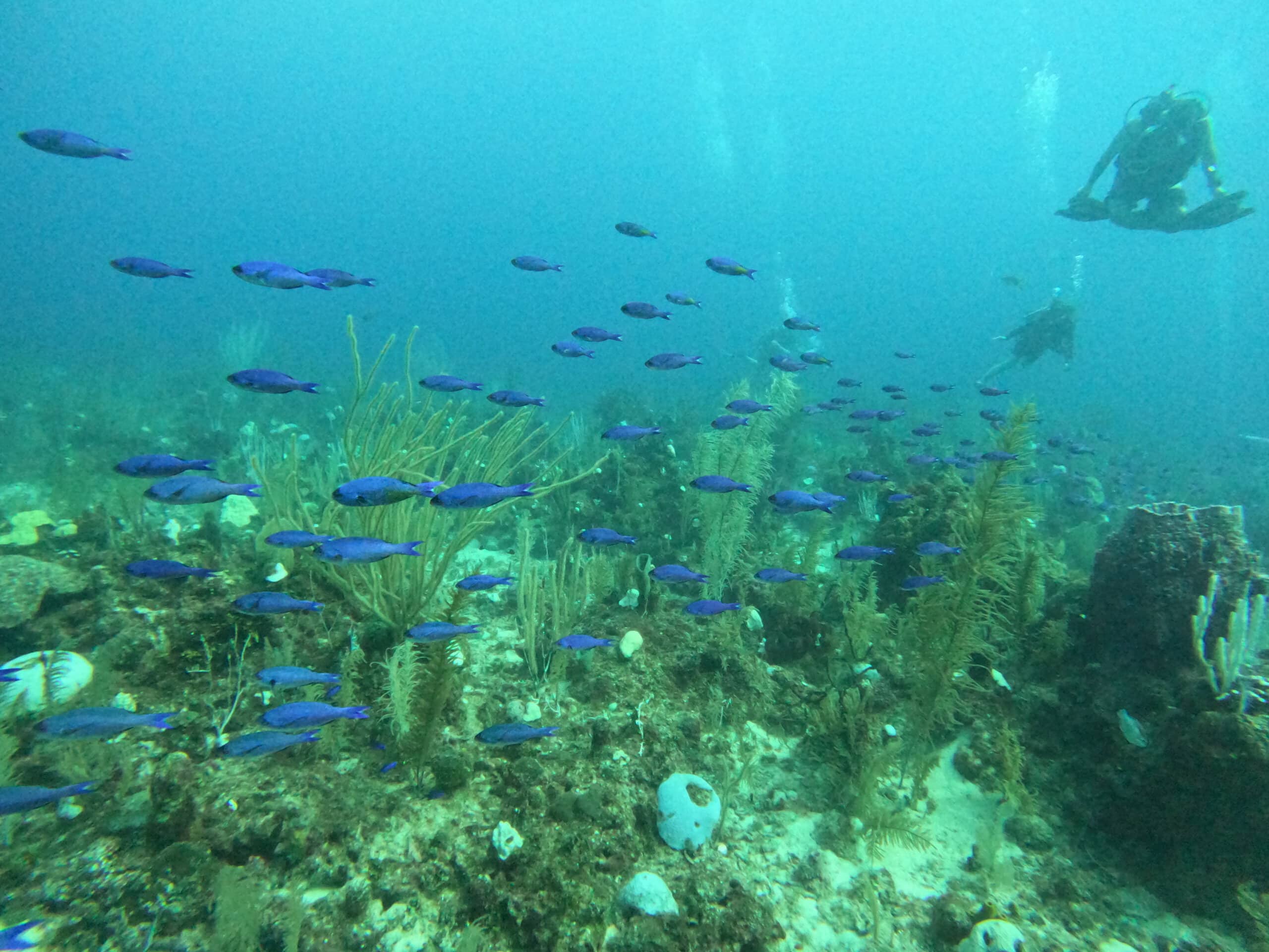 diving in belize