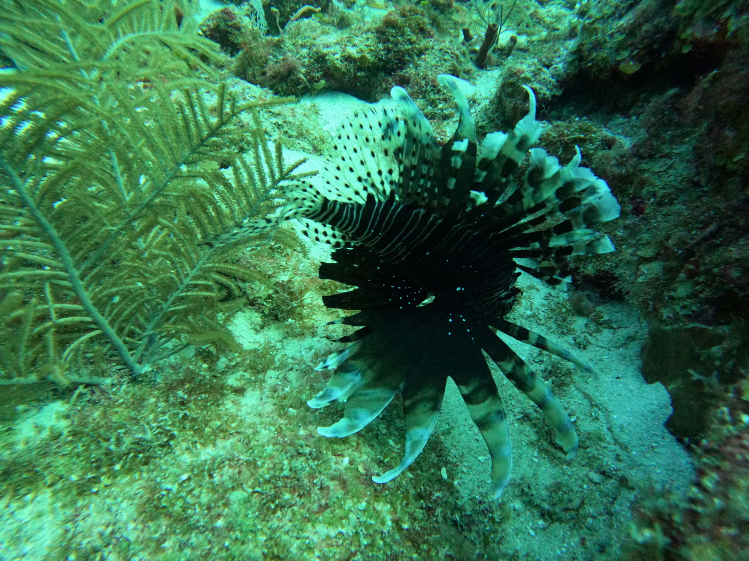 a lionfish on the belize reef