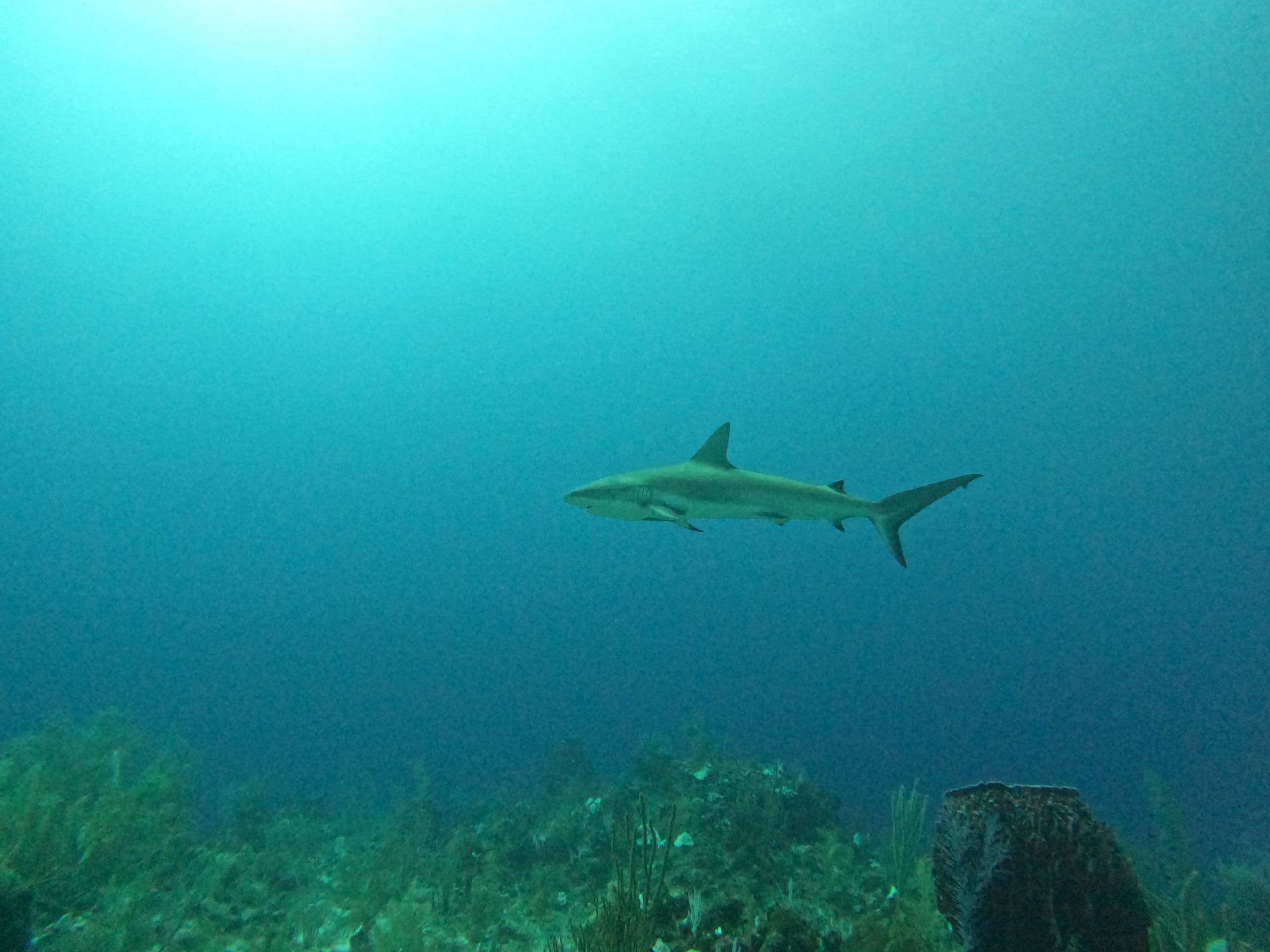 reef shark in belize