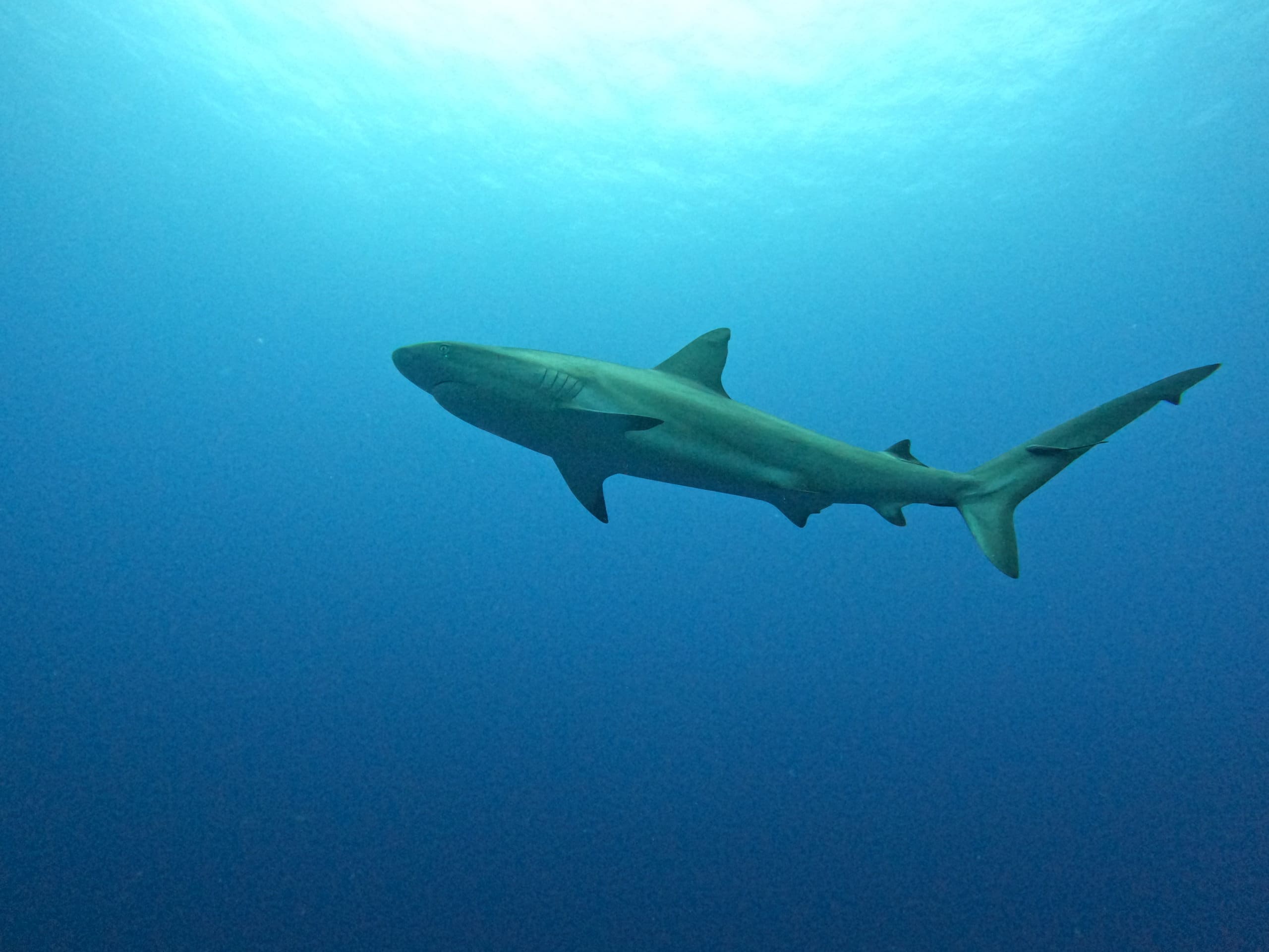 reef shark in belize.