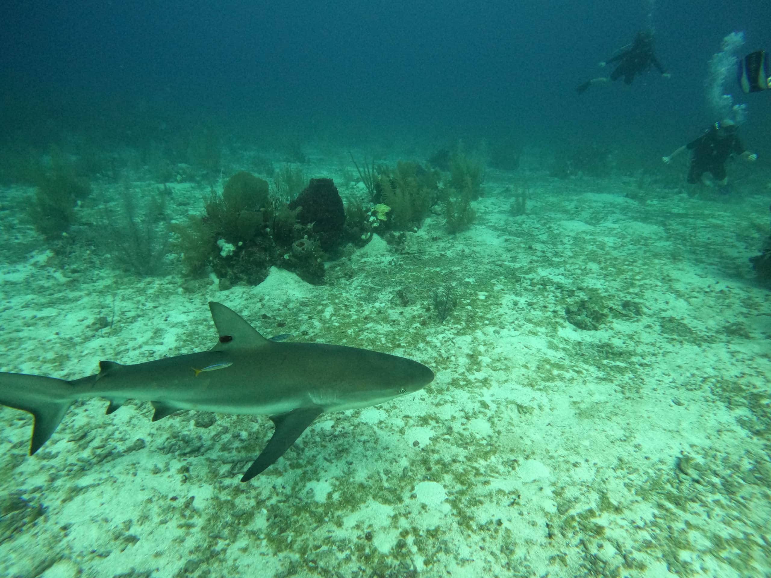reef shark seen while scuba diving in belize.