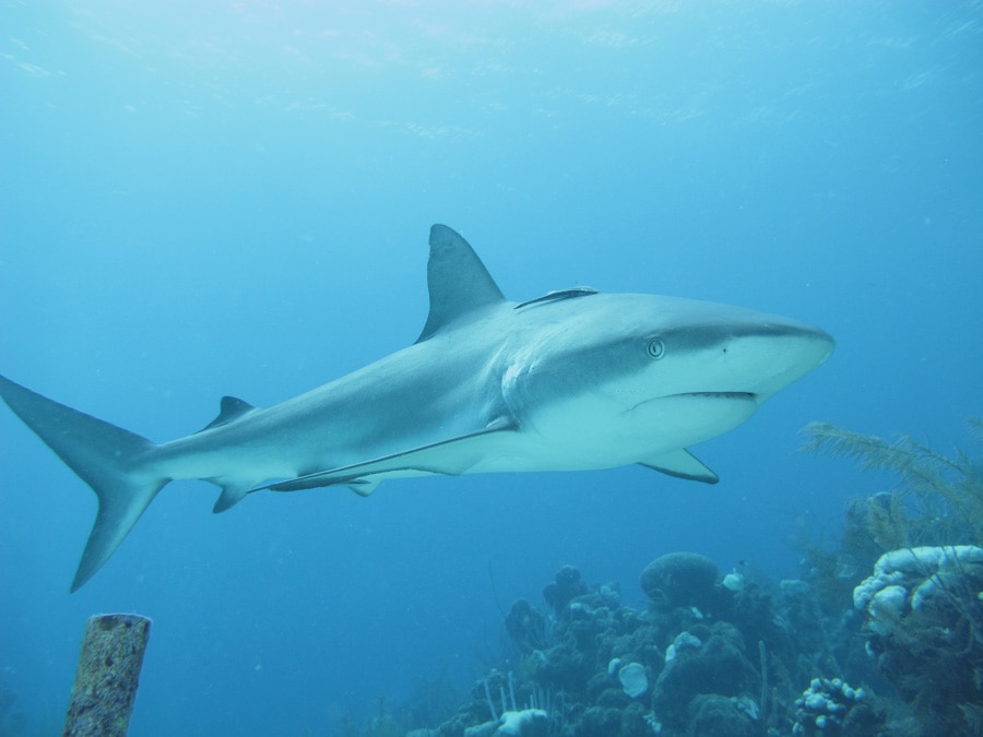 reef shark in belize
