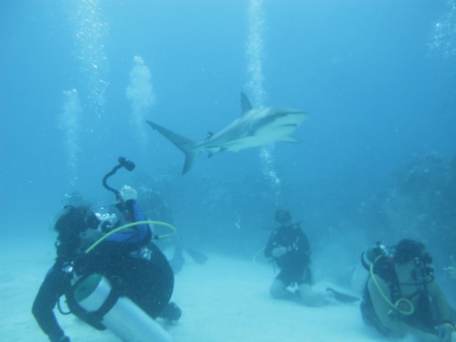 diving with sharks in half moon caye in belize