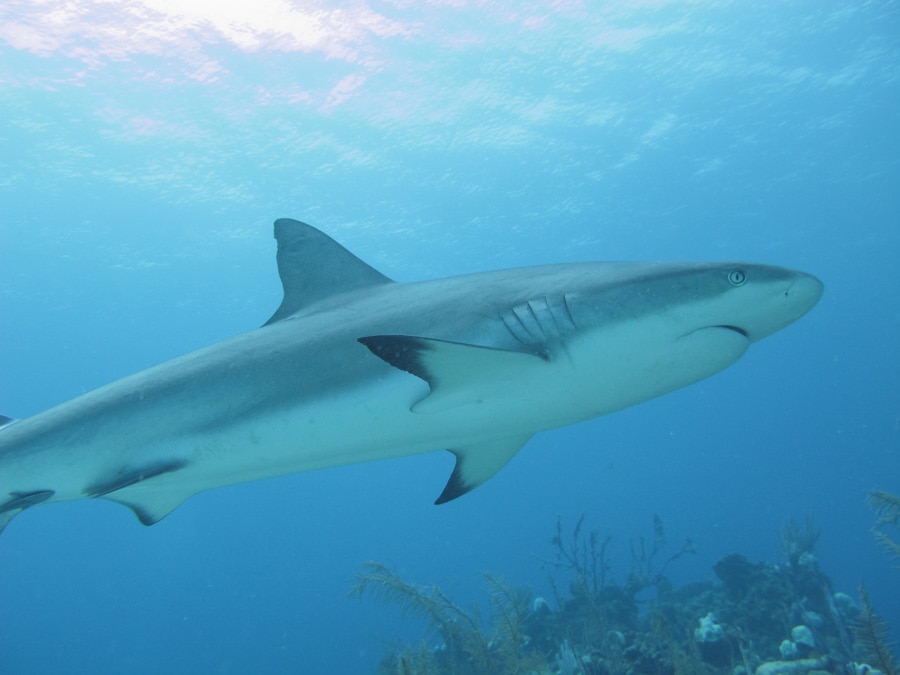 reef shark in belize