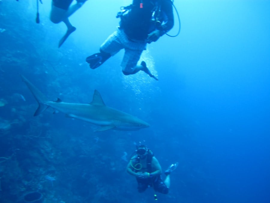 reef shark with scuba divers in belize