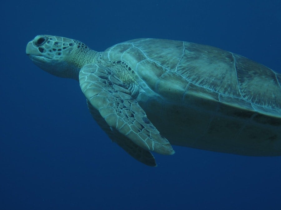 belize turtle seen while scuba diving.