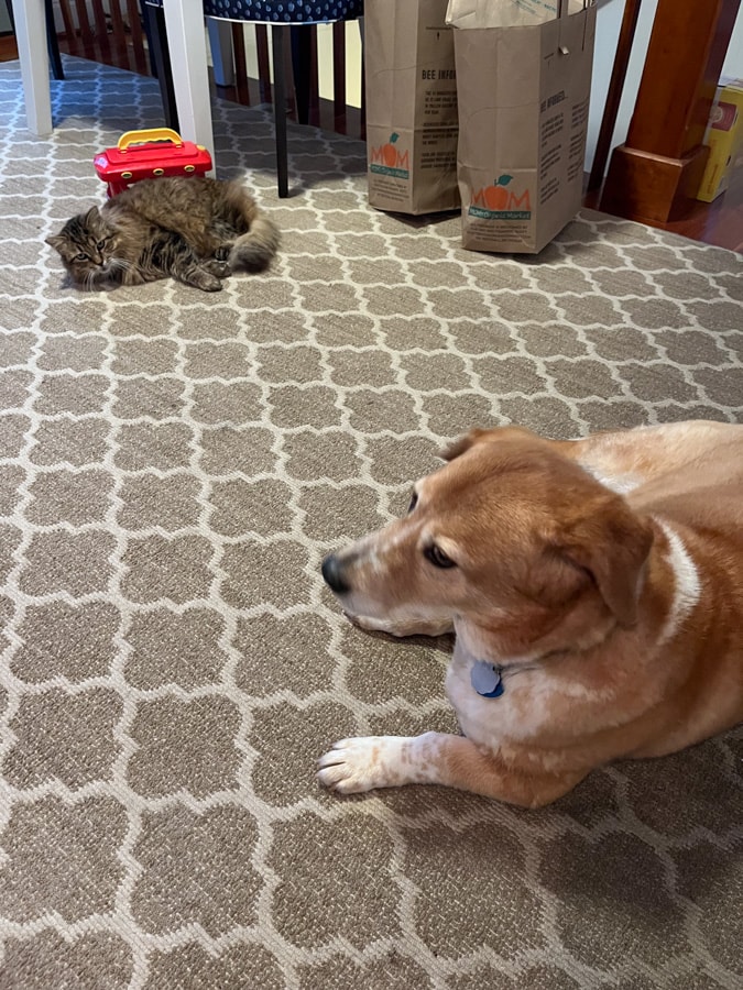 dog and cat relaxing together