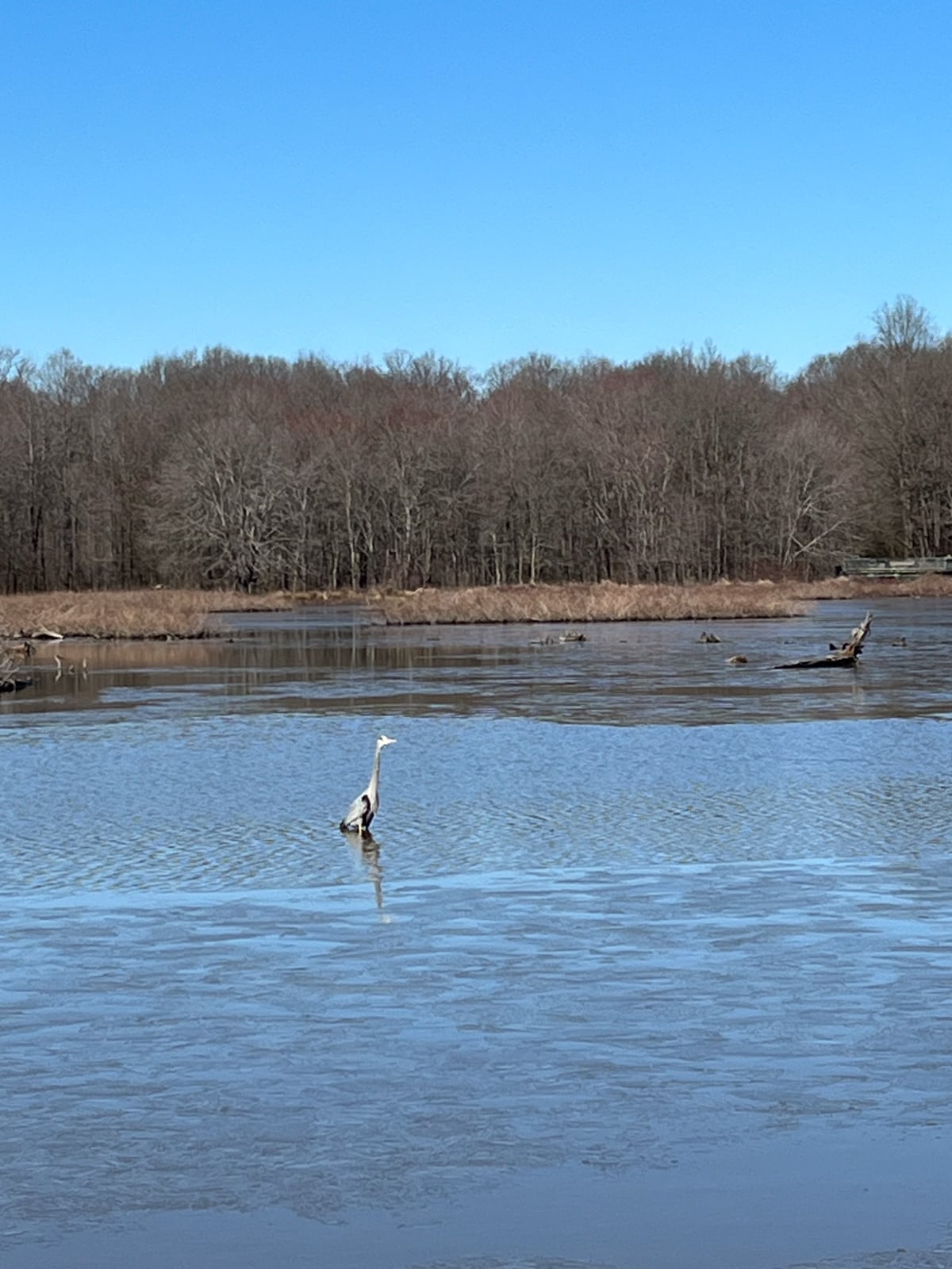 blue heron in the water at huntley meadows