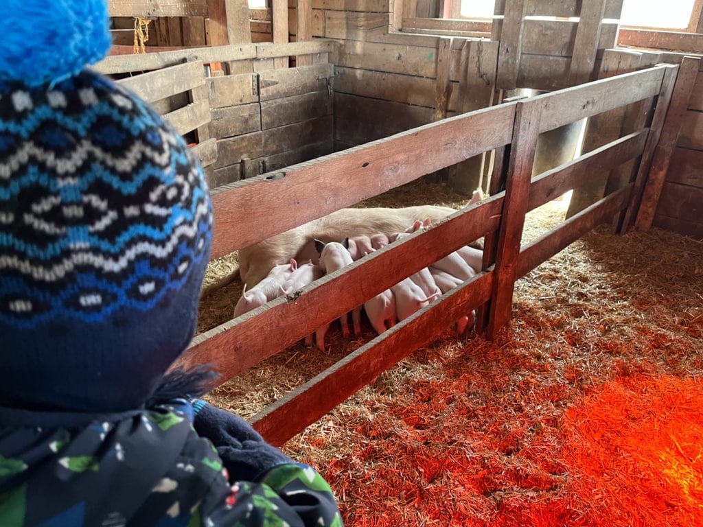 baby pigs nursing from mama pig