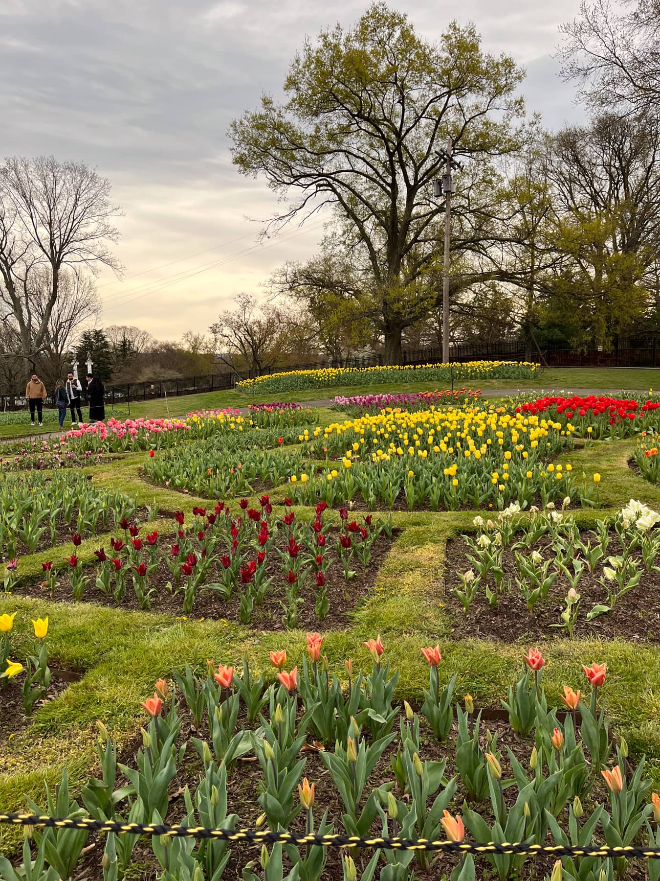 tulips at iwo jima