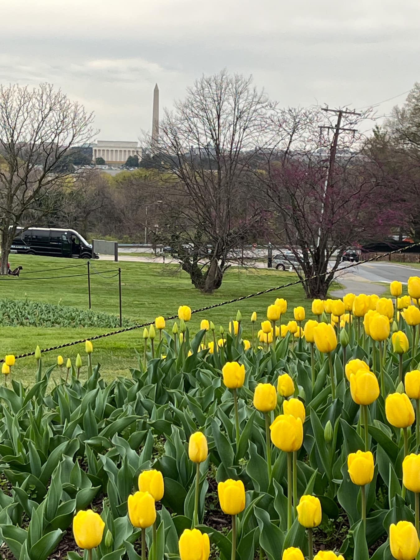 tulips by iwo jima