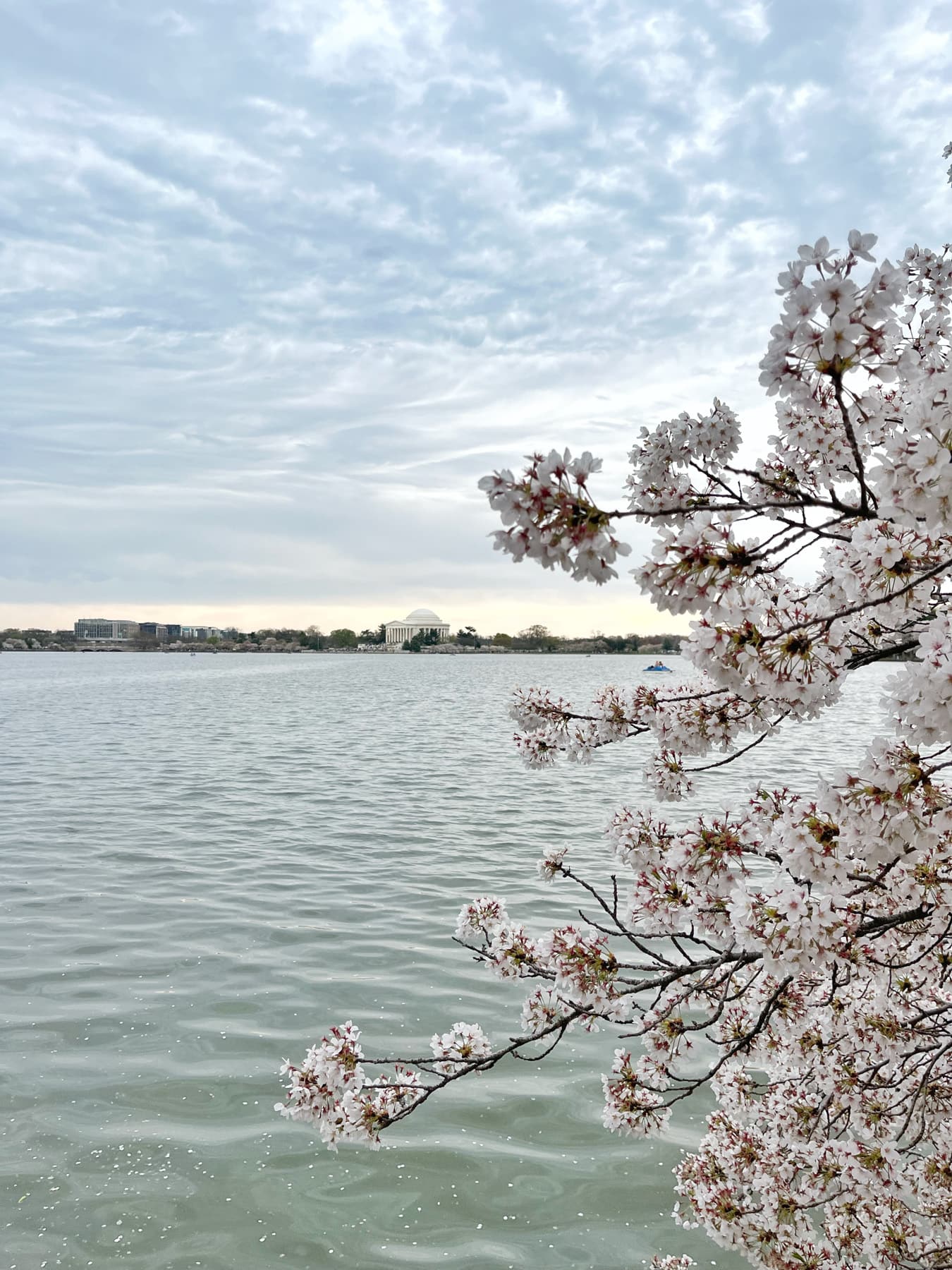 dc cherry blossoms