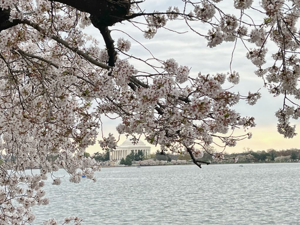 view of the dc cherry blossoms 2024
