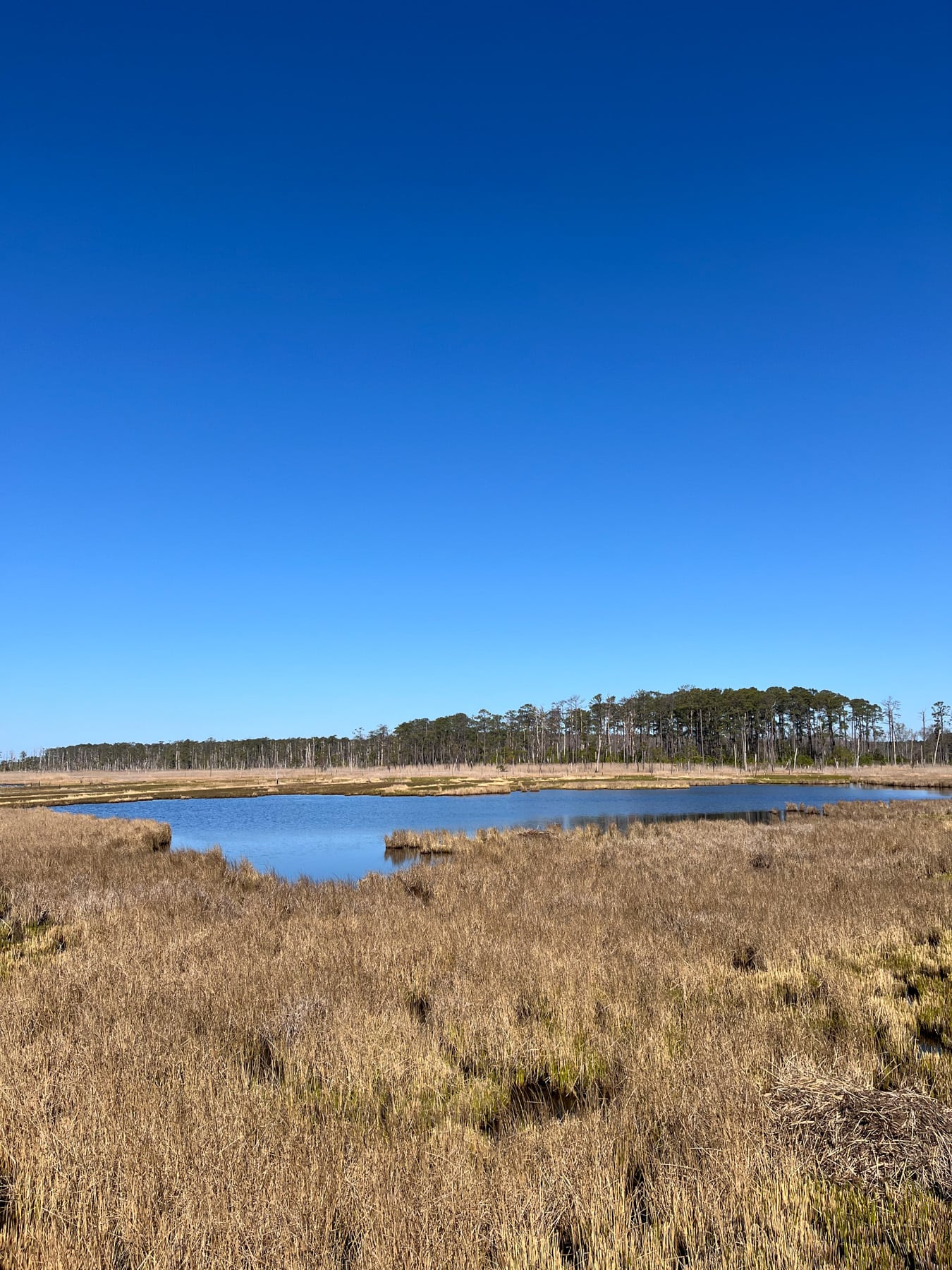 blackwater national wildlife refuge