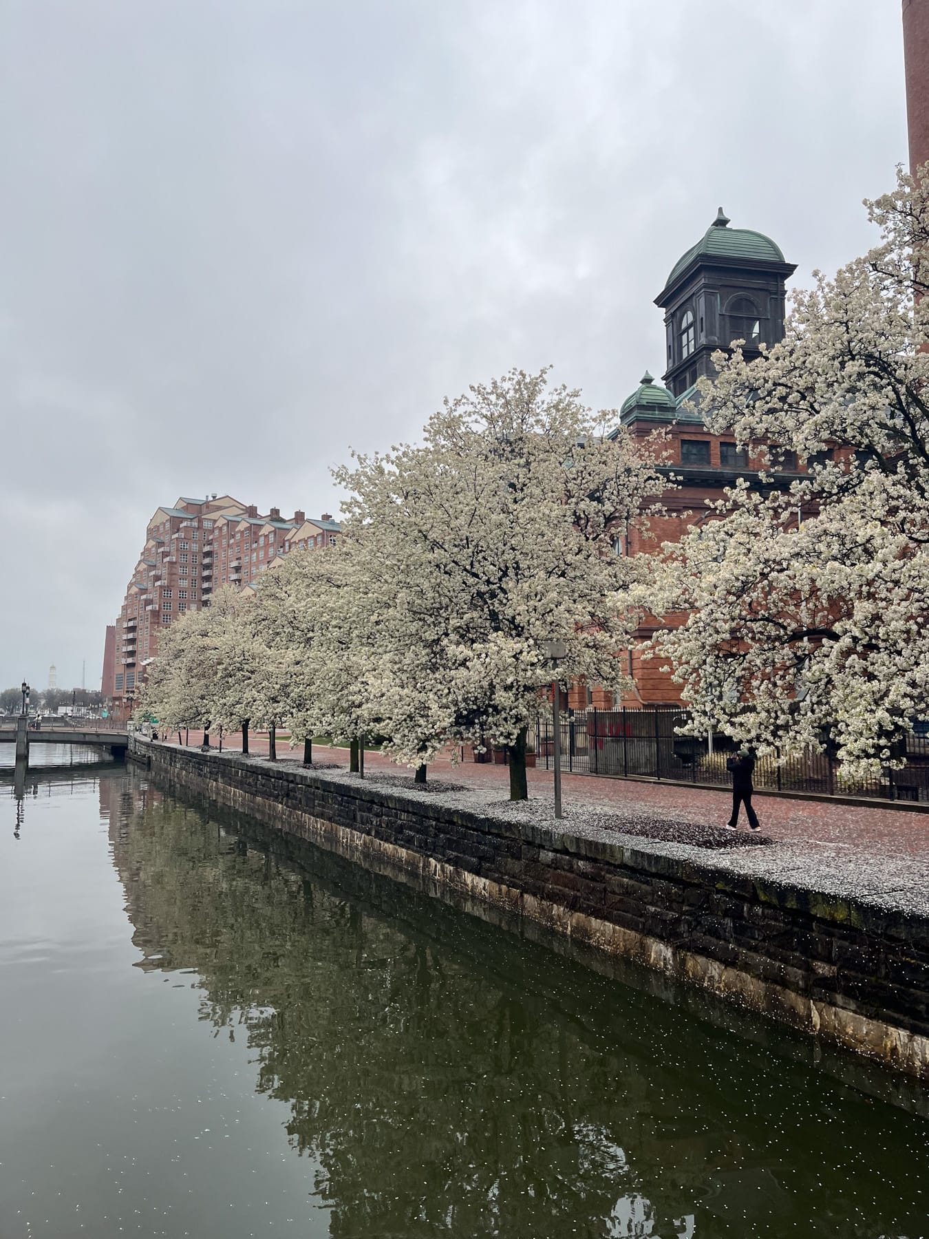 flowering trees along the water in baltimore
