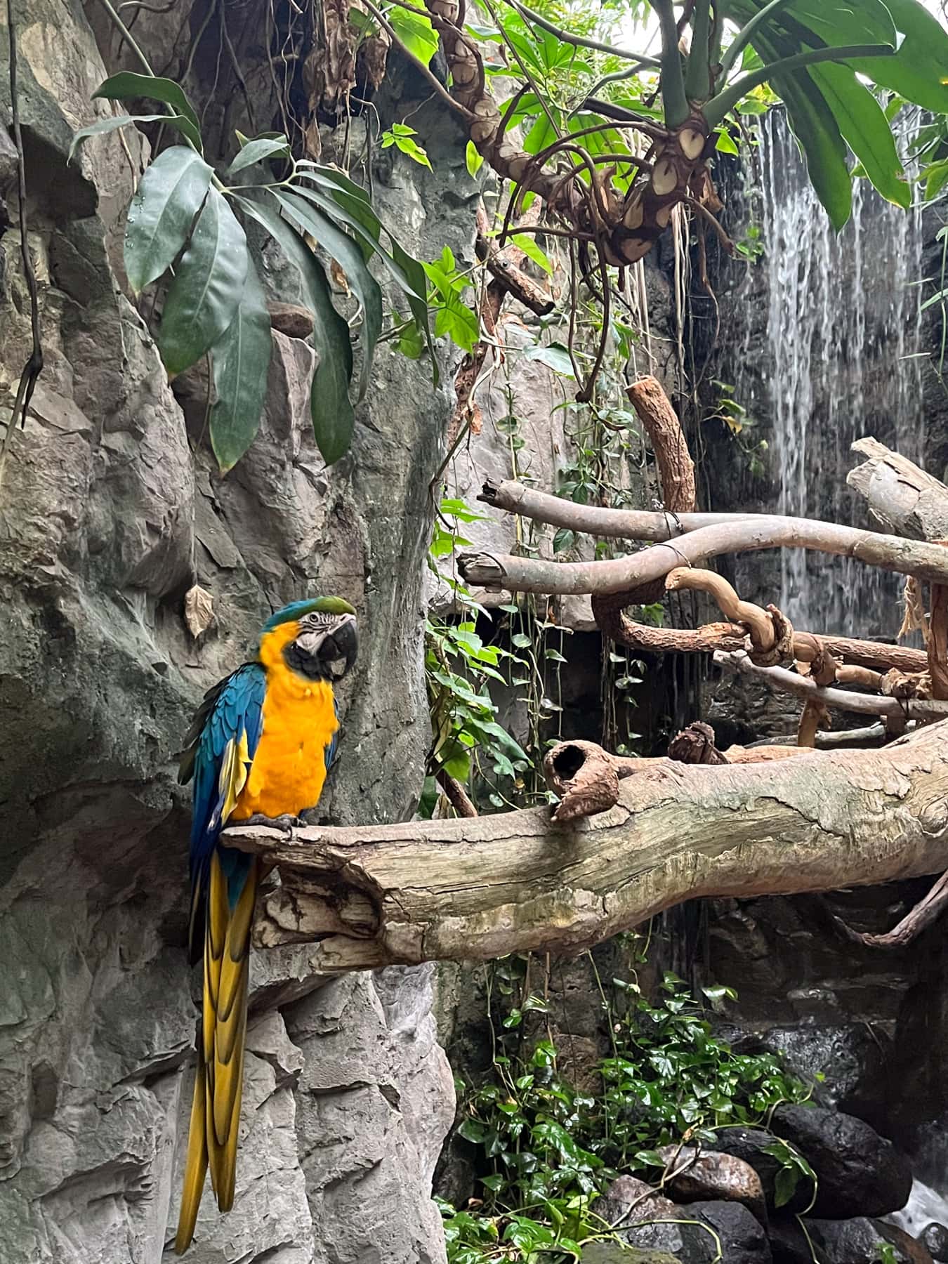 rainbow parrot at aquarium