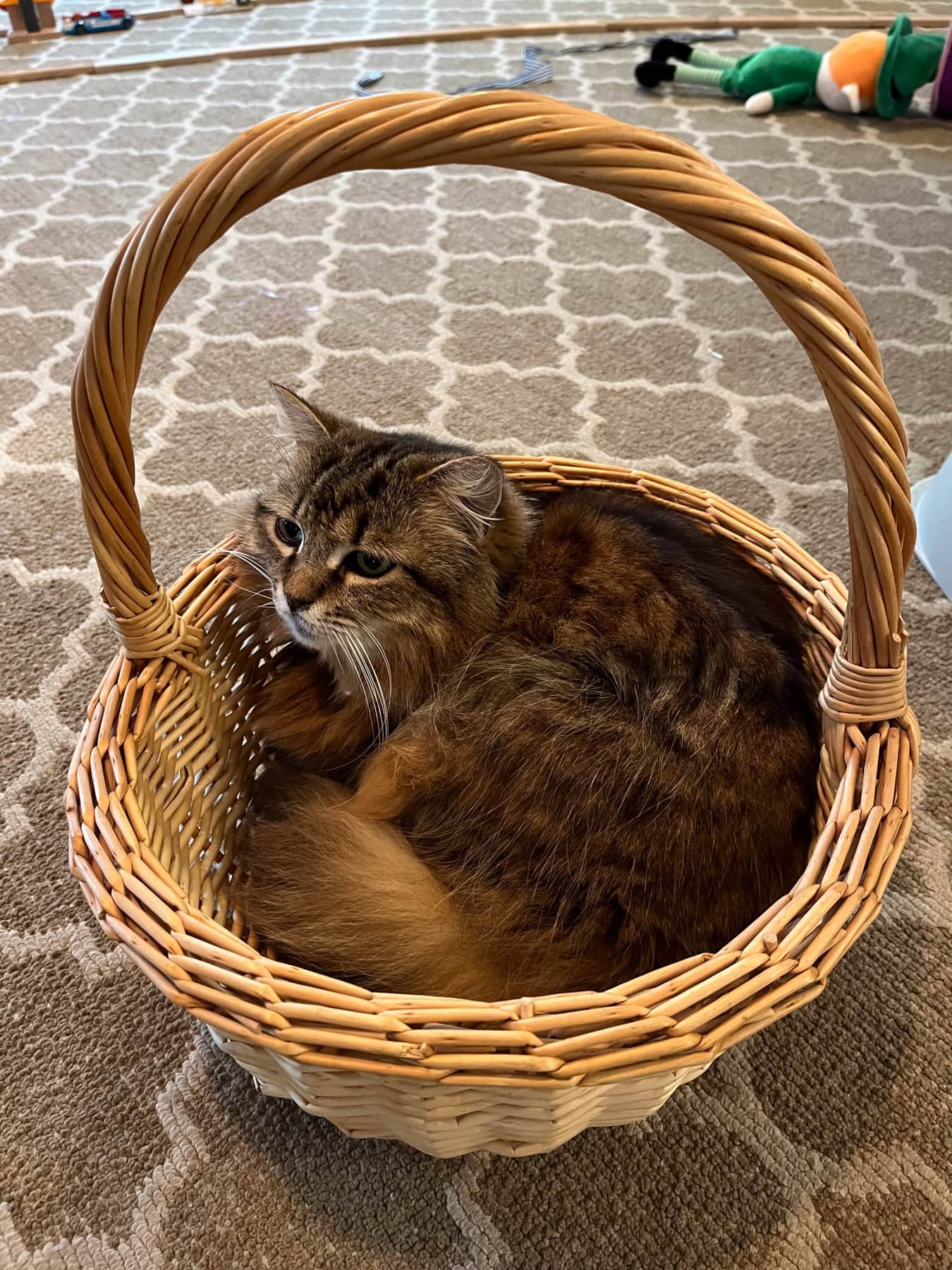 cat in a basket